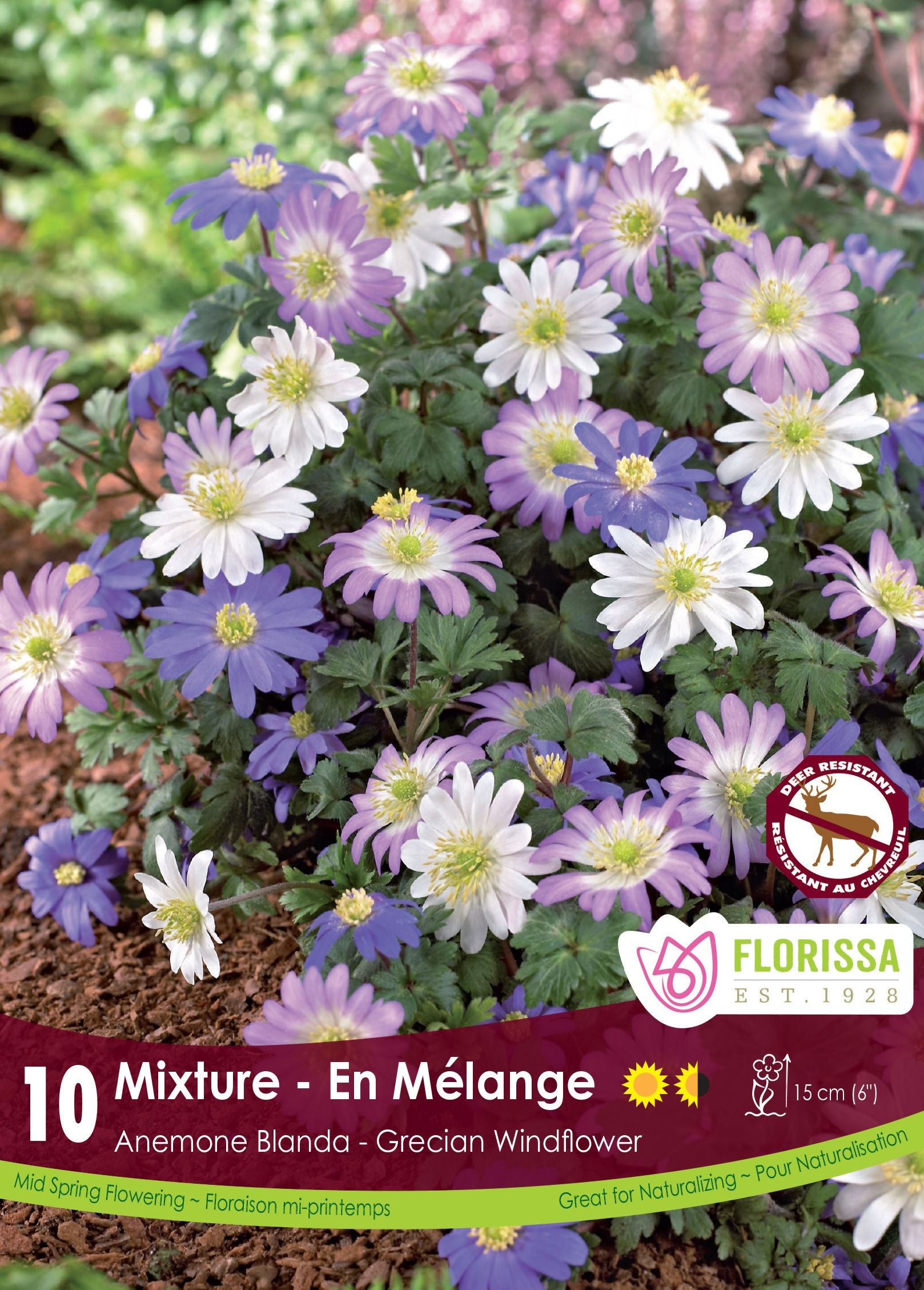 Anémone blanda Mix (<em>Anemone blanda</em>)