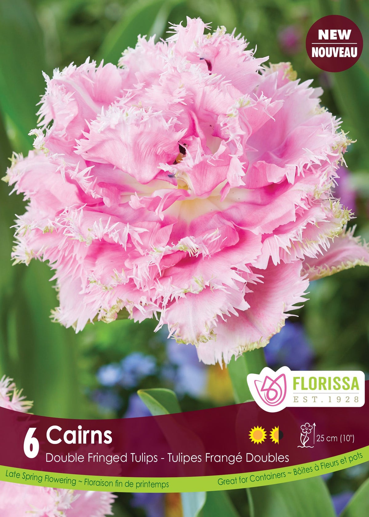 Tulipe Cairns ( Tulipa ) : une tulipe double rose pâle aux pétales très frangés. Le visuel Florissa présente la plante et son nom dans la partie inférieure de l’étiquette. La photographie occupe presque toute la surface, tandis que le bandeau du bas rassemble les indications du produit. Cette vue permet de reconnaître son apparence et de distinguer la variété présentée.