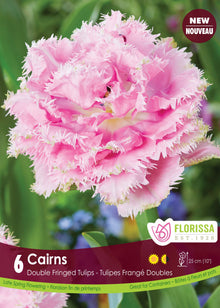 Tulipe Cairns ( Tulipa ) : une tulipe double rose pâle aux pétales très frangés. Le visuel Florissa présente la plante et son nom dans la partie inférieure de l’étiquette. La photographie occupe presque toute la surface, tandis que le bandeau du bas rassemble les indications du produit. Cette vue permet de reconnaître son apparence et de distinguer la variété présentée.