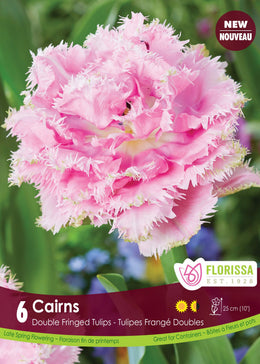 Tulip Cairns