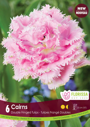 Tulip Cairns