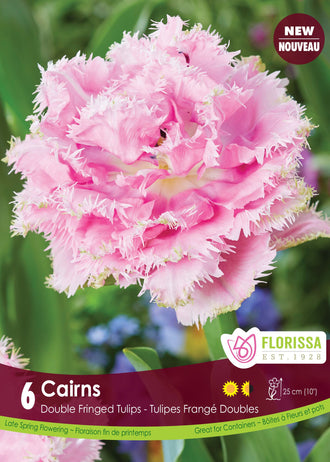 Tulipe Cairns ( Tulipa ) : une tulipe double rose pâle aux pétales très frangés. Le visuel Florissa présente la plante et son nom dans la partie inférieure de l’étiquette. La photographie occupe presque toute la surface, tandis que le bandeau du bas rassemble les indications du produit. Cette vue permet de reconnaître son apparence et de distinguer la variété présentée.