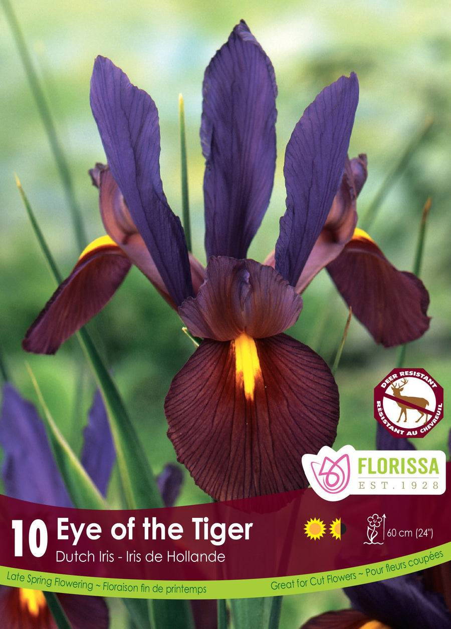 Iris Hollandais Eye of the Tiger