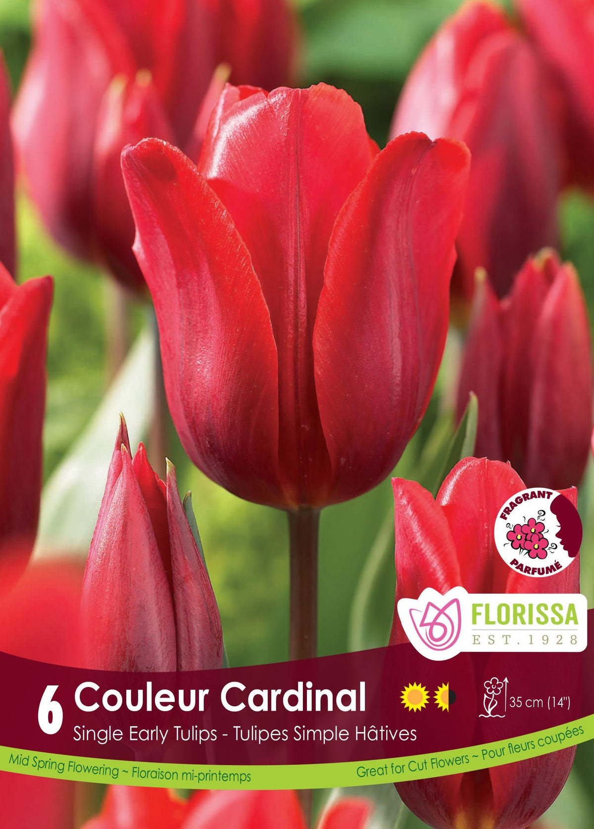 Tulipe Couleur Cardinal ( Tulipa ) : une tulipe rouge sombre aux pétales allongés. Le visuel Florissa présente la plante et son nom dans la partie inférieure de l’étiquette. La photographie occupe presque toute la surface, tandis que le bandeau du bas rassemble les indications du produit. Cette vue permet de reconnaître son apparence et de distinguer la variété présentée.