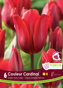 Cardinal Color Tulip