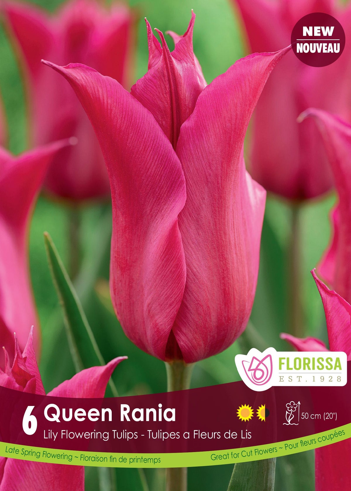 Tulipe Queen Rania ( Tulipa ) : une tulipe rose pourpré aux pétales pointus et évasés. Le visuel Florissa présente la plante et son nom dans la partie inférieure de l’étiquette. La photographie occupe presque toute la surface, tandis que le bandeau du bas rassemble les indications du produit. Cette vue permet de reconnaître son apparence et de distinguer la variété présentée.
