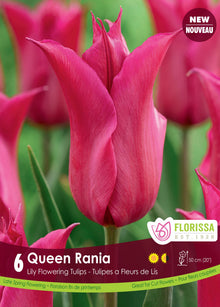 Tulipe Queen Rania ( Tulipa ) : une tulipe rose pourpré aux pétales pointus et évasés. Le visuel Florissa présente la plante et son nom dans la partie inférieure de l’étiquette. La photographie occupe presque toute la surface, tandis que le bandeau du bas rassemble les indications du produit. Cette vue permet de reconnaître son apparence et de distinguer la variété présentée.