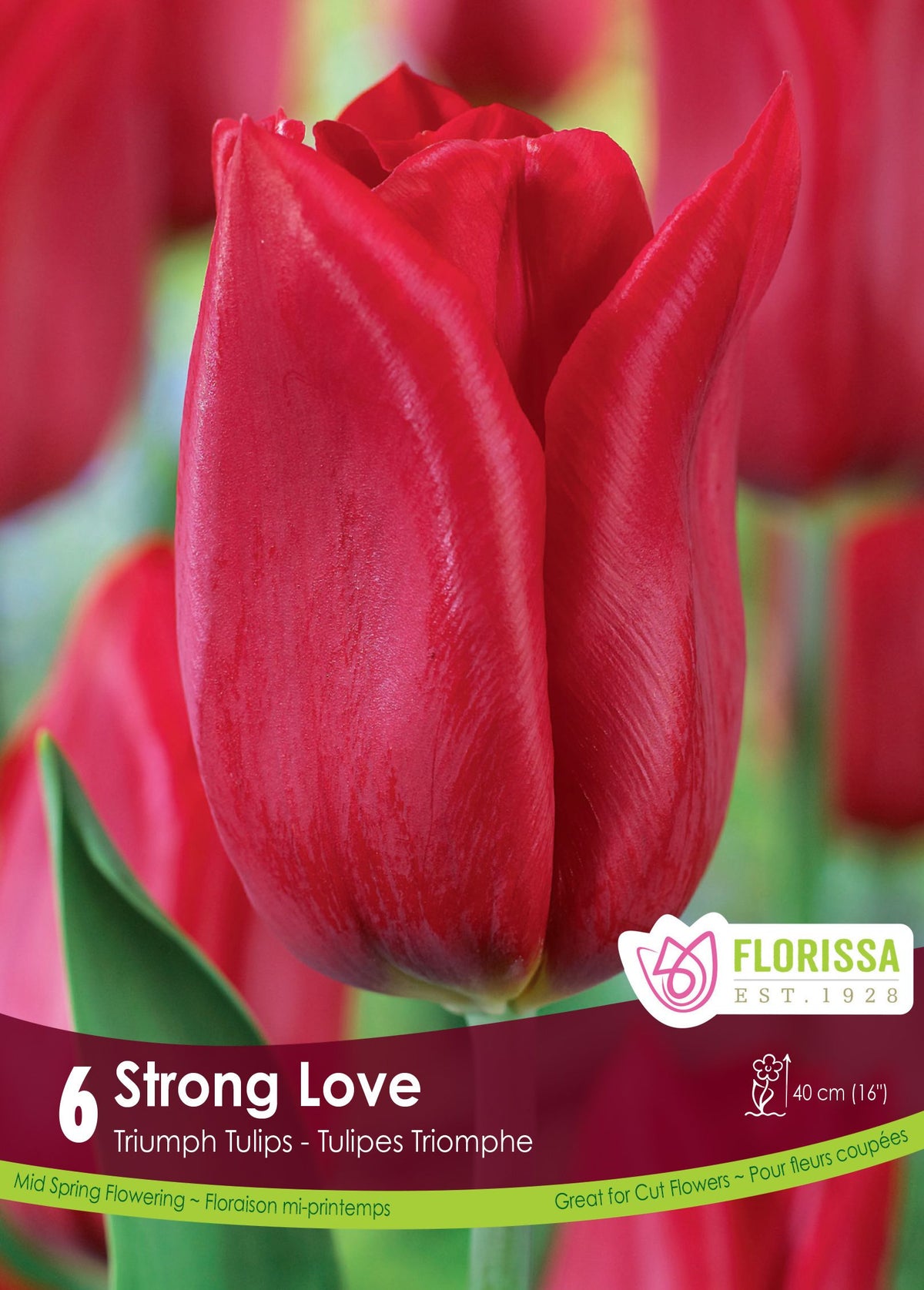 Tulipe Strong Love ( Tulipa ) : une tulipe rouge sombre aux pétales allongés. Le visuel Florissa présente la plante et son nom dans la partie inférieure de l’étiquette. La photographie occupe presque toute la surface, tandis que le bandeau du bas rassemble les indications du produit. Cette vue permet de reconnaître son apparence et de distinguer la variété présentée.