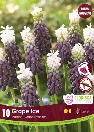 Muscari Grape Ice ( Muscari ) : des grappes de muscaris pourpres surmontées de fleurs blanc crème. Le visuel Florissa présente la plante et son nom dans la partie inférieure de l’étiquette. La photographie occupe presque toute la surface, tandis que le bandeau du bas rassemble les indications du produit. Cette vue permet de reconnaître son apparence et de distinguer la variété présentée.