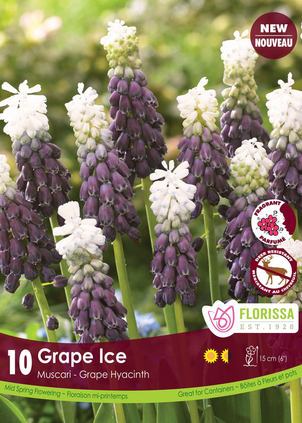 Muscari Grape Ice