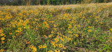 Image officielle 14 de Mélange de fleurs sauvages facile à cultiver, semences à créer.