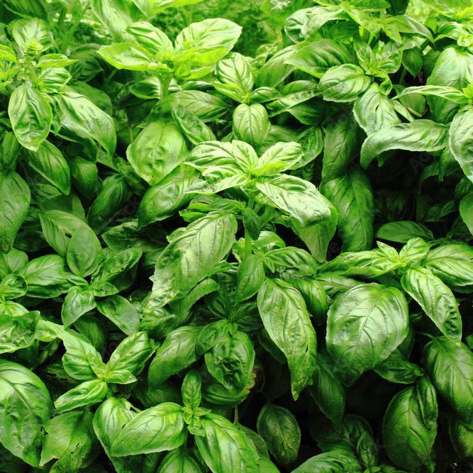 Organic Italian basil (<em>Ocimum basilicum</em>)