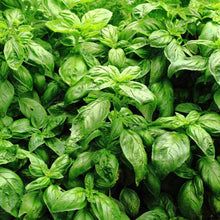 Organic Italian basil (<em>Ocimum basilicum</em>)