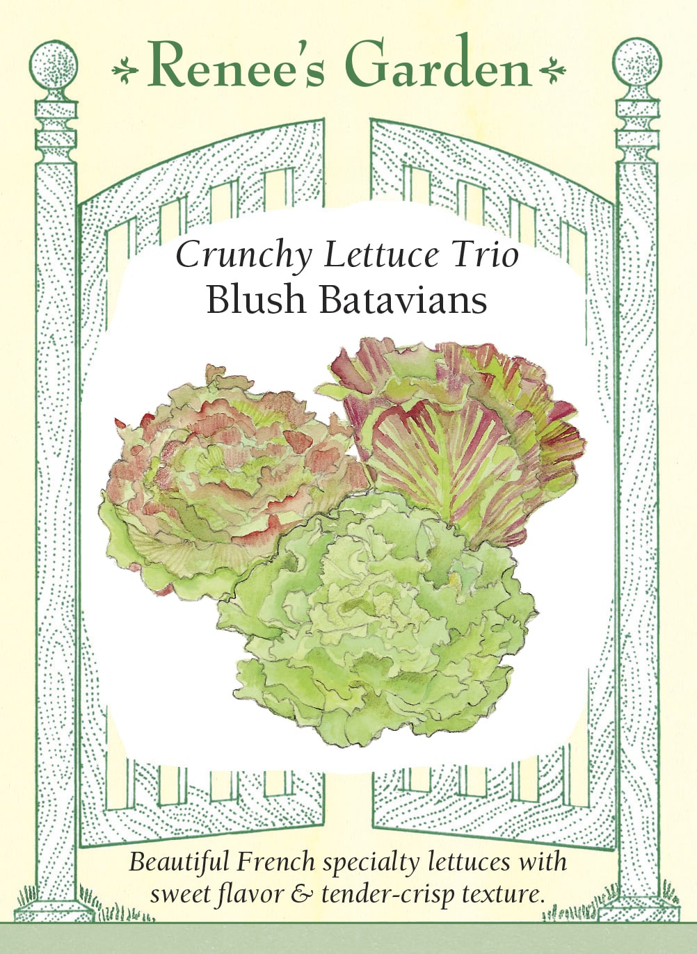 Visuel officiel de Renee's Garden pour les semences « Laitues batavias en mélange Blush Batavians », référence RN1071. Ce mélange comprend à parts égales ‘Rossia’, ‘Chrystal’ et ‘Soprane’. Les rosettes présentent des feuilles rouges, vertes ondulées ou légèrement teintées de rouge. Le semencier décrit une texture tendre mais croquante et une saveur douce. Les grandes feuilles conviennent aux salades et aux sandwichs, tandis que leurs couleurs diversifient l’apparence de la planche.