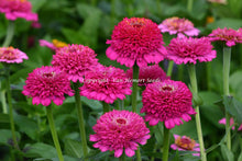 Des fleurs de zinnia magenta se dressent sur des tiges vertes. Leurs centres surélevés sont formés de nombreux petits pétales frisés, entourés de pétales plus larges. Des feuilles vertes occupent le bas de l’image et d’autres fleurs apparaissent dans le fond flou. Une mention blanche « Copyright Van Hemert Seeds » traverse le centre de la photo.