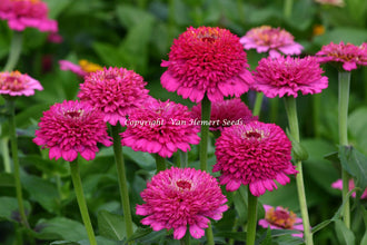 Des fleurs de zinnia magenta se dressent sur des tiges vertes. Leurs centres surélevés sont formés de nombreux petits pétales frisés, entourés de pétales plus larges. Des feuilles vertes occupent le bas de l’image et d’autres fleurs apparaissent dans le fond flou. Une mention blanche « Copyright Van Hemert Seeds » traverse le centre de la photo.