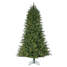 Sapin Miami