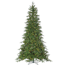 Sapin Rome