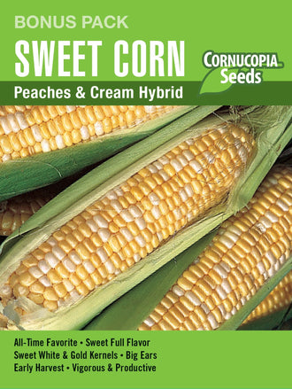 Visuel officiel de Cornucopia associé aux semences de Maïs sucré ‘Peaches & Cream’, référence CS1172. Cette référence en grand format propose le maïs sucré hybride Peaches & Cream. La culture en blocs facilite la pollinisation des épis. Cette image accompagne la fiche de cette sélection et permet de repérer le produit correspondant dans le catalogue de semences.