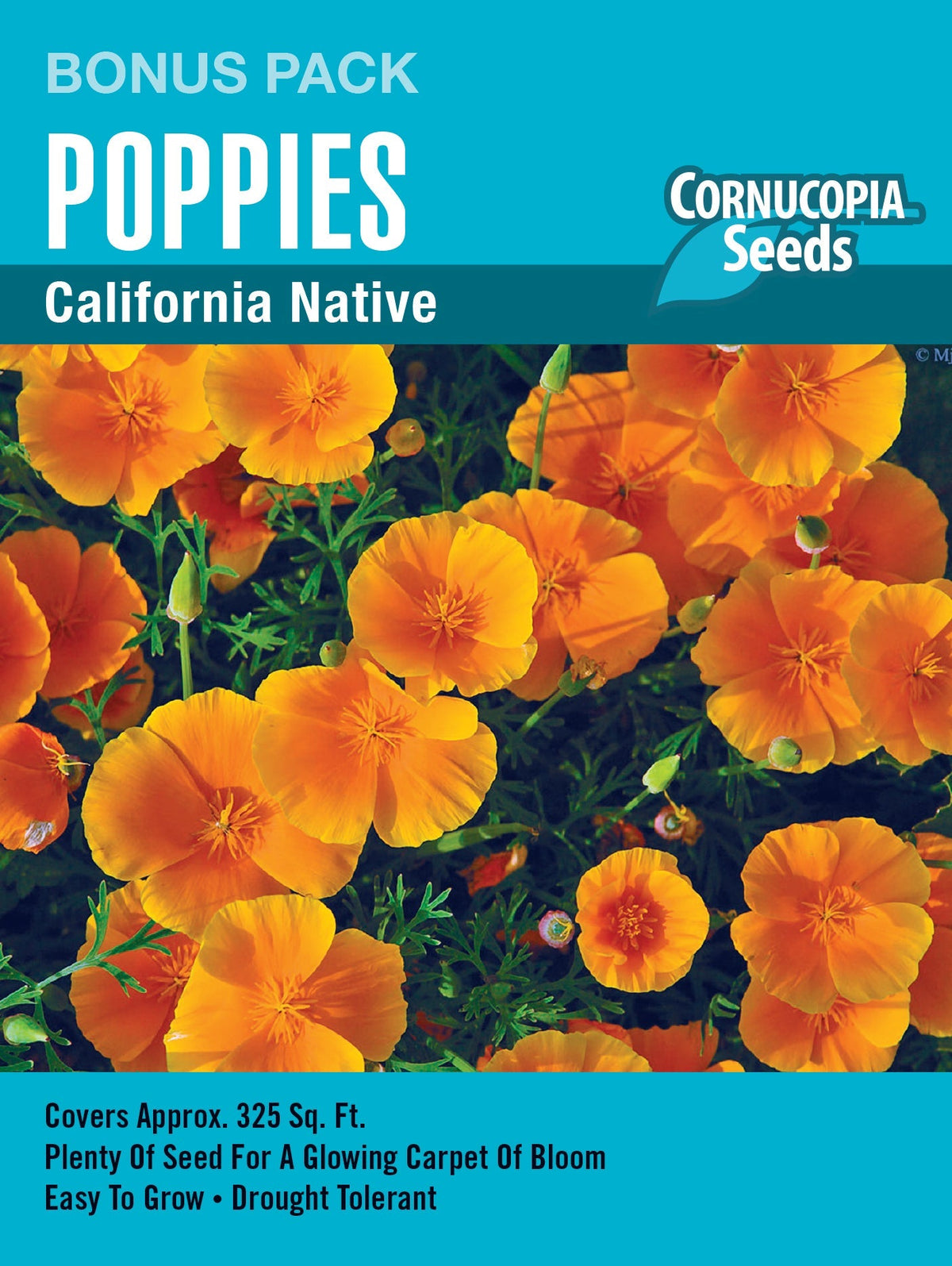 Visuel officiel de Cornucopia associé aux semences de Pavot de Californie orange, référence CS1185. Les fleurs orange sont portées par des plantes d’environ 30 cm (12 po). Ce pavot tolère les sols pauvres et les périodes sèches. Il peut se ressemer lorsque les conditions sont favorables. Cette image accompagne la fiche de cette sélection et permet de repérer le produit correspondant dans le catalogue de semences.