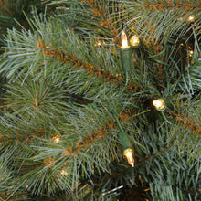 Sapin Saint-Laurent