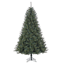 Sapin Saint-Laurent