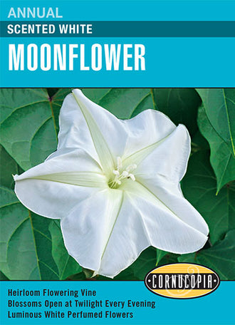 Visuel officiel de Cornucopia associé aux semences d’Ipomée blanche à floraison nocturne, référence CS122. Cette référence propose une ipomée blanche commercialisée sous le nom Moonflower. Les tiges grimpantes permettent de garnir un support pendant la saison chaude. Cette image accompagne la fiche de cette sélection et permet de repérer le produit correspondant dans le catalogue de semences.