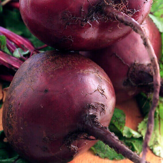 Des betteraves rouge pourpre sont photographiées de très près. Une grosse racine arrondie occupe le centre, avec une longue pointe plus foncée dirigée vers le côté droit. Des traces de terre et de petites racines restent attachées à la peau. D’autres betteraves se superposent derrière elle, parmi quelques tiges roses et des portions de feuillage vert.