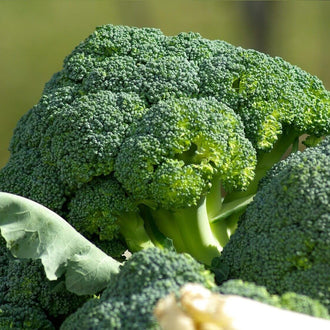 Une grosse tête de brocoli verte se détache devant un arrière-plan végétal flou. De nombreux petits boutons forment des reliefs arrondis à sa surface. Des tiges vert clair se rejoignent sous la tête. D’autres groupes de boutons et des feuilles bleu-vert apparaissent au premier plan, avec une portion de tige claire coupée près du bord inférieur.