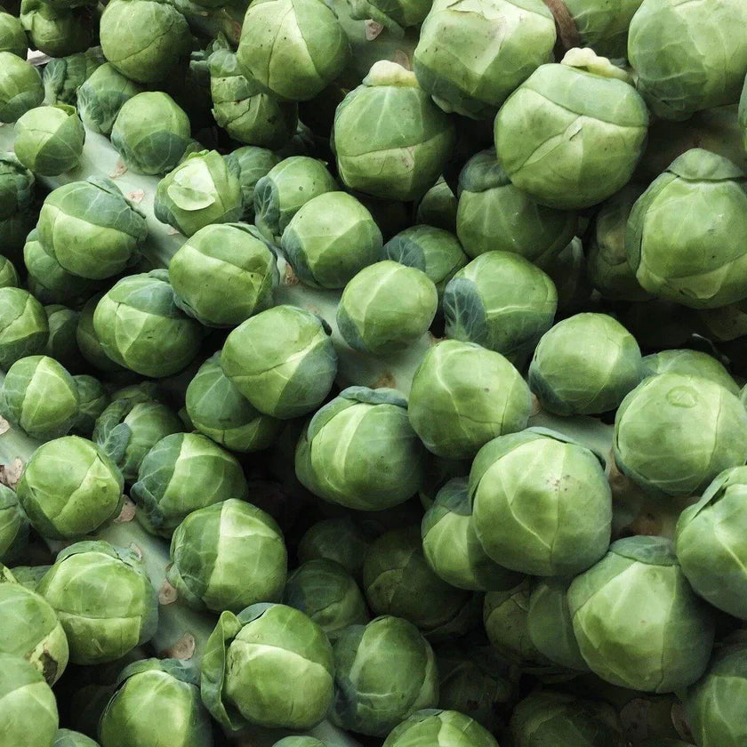 Brussels sprouts 'Groninger'