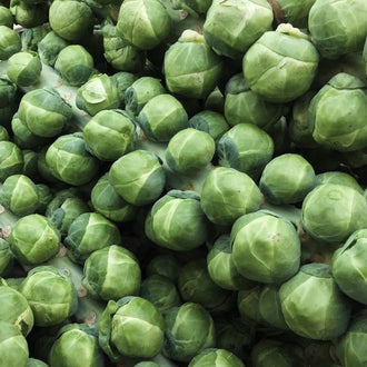 Semences Hortinova de Chou de Bruxelles 'Groninger', produit destiné au potager et présenté pour identifier clairement le cultivar avant le semis. Vue 1 de l'emballage ou du produit, à utiliser comme repère visuel avec les conseils de culture, l'exposition, l'arrosage et la récolte indiqués dans la fiche française de Pépinière.ca.