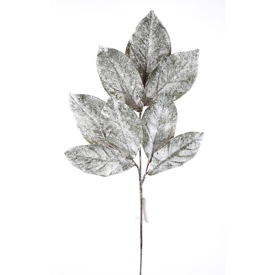 Tige de feuilles de magnolia enneigées — produit sur fond blanc pur