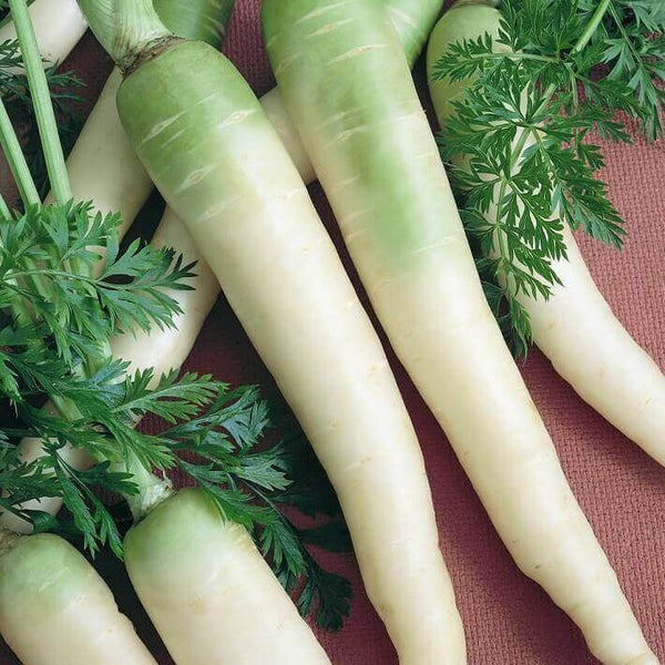 Carrot 'Lunar White'