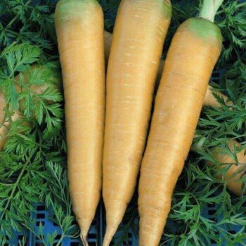 Carrot 'Solar Yellow'