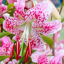 Lys Novelty ‘Uchida’ (1 bulbe) ( Lilium ) : un lis blanc et rose ponctué de taches rouge carmin, avec de longues étamines et du feuillage vert en arrière-plan. Cette photographie montre le sujet de près et permet d’en observer les formes, les couleurs et la disposition. Le cadrage attire l’attention sur les éléments visibles au premier plan. Cette vue complète la présentation du produit en donnant un aperçu de son apparence à cette étape, dans la scène photographiée.