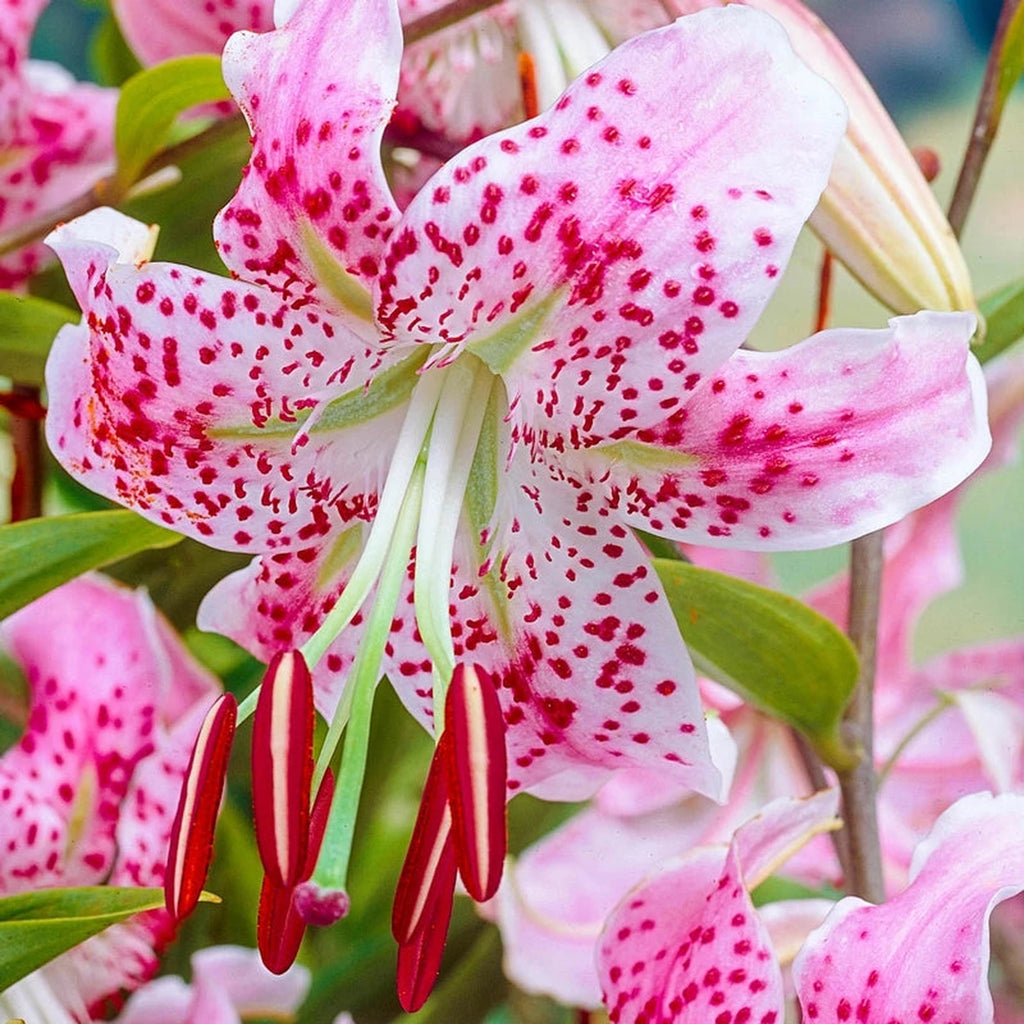 Lys Novelty ‘Uchida’ (1 bulbe) ( Lilium ) : un lis blanc et rose ponctué de taches rouge carmin, avec de longues étamines et du feuillage vert en arrière-plan. Cette photographie montre le sujet de près et permet d’en observer les formes, les couleurs et la disposition. Le cadrage attire l’attention sur les éléments visibles au premier plan. Cette vue complète la présentation du produit en donnant un aperçu de son apparence à cette étape, dans la scène photographiée.