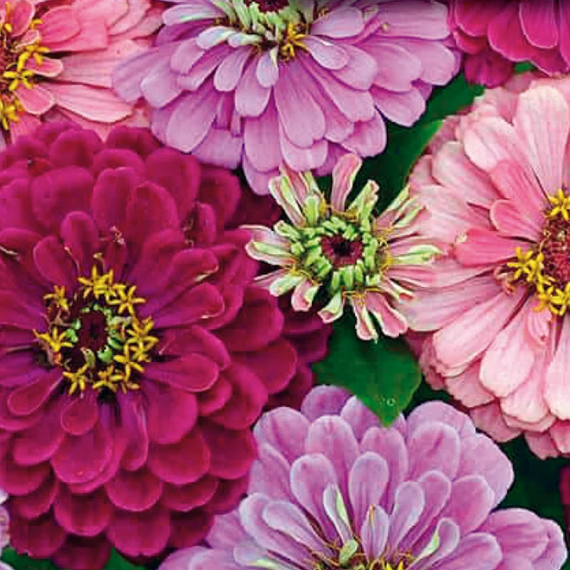 'Art Deco' zinnia mix