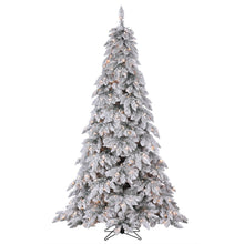 Sapin Chamonix