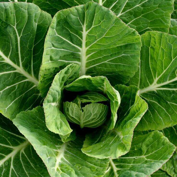 Vates Collard