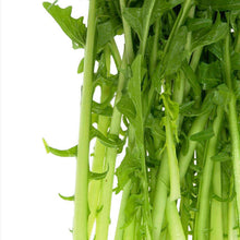 Chicory 'Cicoria Catalogna'