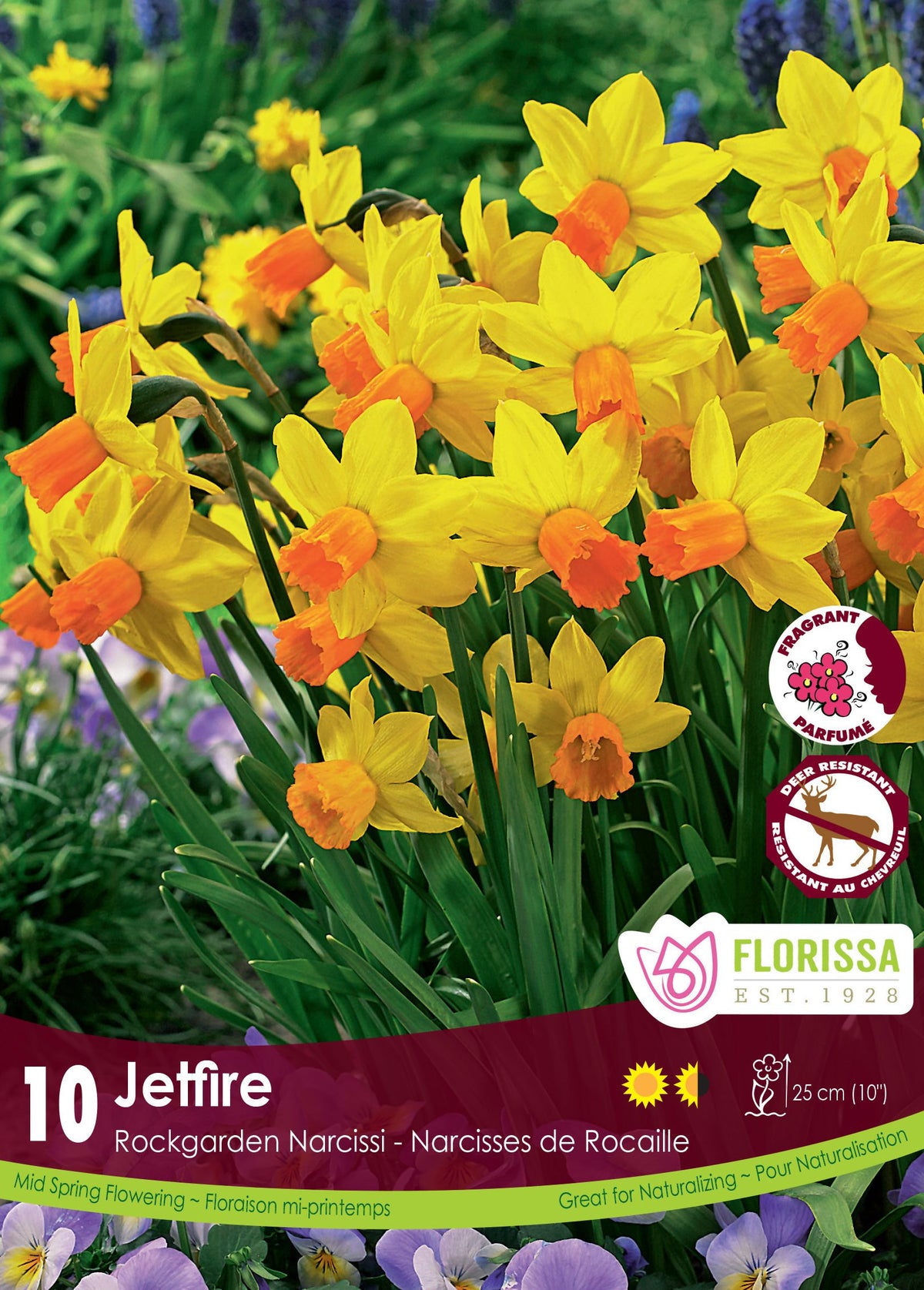 Narcisse ‘Jetfire’ ( Narcissus ) : des narcisses jaunes aux pétales recourbés et aux trompettes orange. Le visuel Florissa présente la plante et son nom dans la partie inférieure de l’étiquette. La photographie occupe presque toute la surface, tandis que le bandeau du bas rassemble les indications du produit. Cette vue permet de reconnaître son apparence et de distinguer la variété présentée.