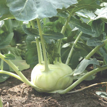 Kohlrabi 'White Delicacy'