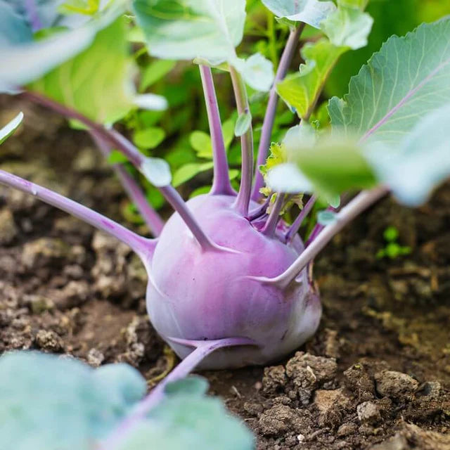 Semences Hortinova de Chou-rave 'Purple Delicacy', produit destiné au potager et présenté pour identifier clairement le cultivar avant le semis. Vue 1 de l'emballage ou du produit, à utiliser comme repère visuel avec les conseils de culture, l'exposition, l'arrosage et la récolte indiqués dans la fiche française de Pépinière.ca. Pour Chou-rave 'Purple Delicacy', des observations régulières permettent d'ajuster les soins aux conditions réelles du jardin.