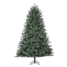 Sapin Venise