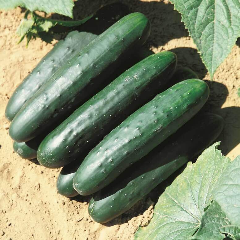 Cucumber 'Raider Hybrid'