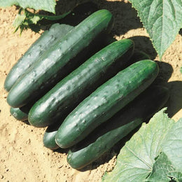 Cucumber 'Raider Hybrid'