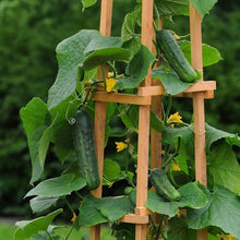 Cucumber Patio Snacker 
