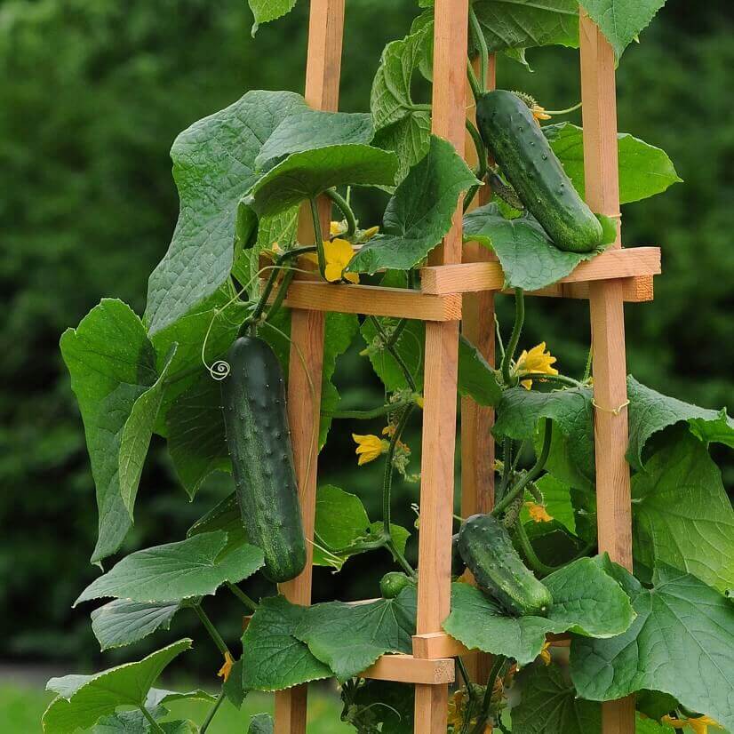 Cucumber Patio Snacker 