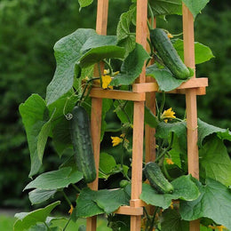 Cucumber Patio Snacker 