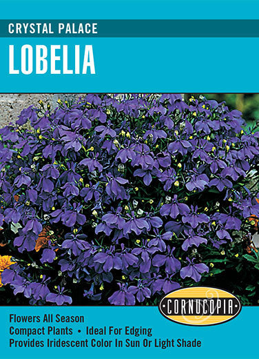 Visuel officiel de Cornucopia associé aux semences de Lobélie ‘Crystal Palace’, référence CS119. Cette référence propose la lobélie Crystal Palace. Elle se cultive pour la floraison décorative et peut être intégrée aux compositions de plantes saisonnières. Cette image accompagne la fiche de cette sélection et permet de repérer le produit correspondant dans le catalogue de semences.